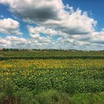 sunflowers in Serbia